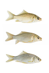 Small crucian collection isolated on white