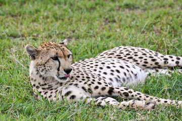 Naklejka na ściany i meble Wild Cheetah Resting