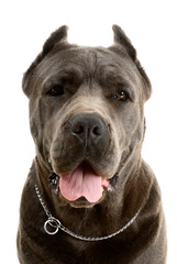 Cane Corso dog on white background