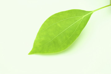 Obraz premium 葉っぱ
