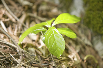 新芽