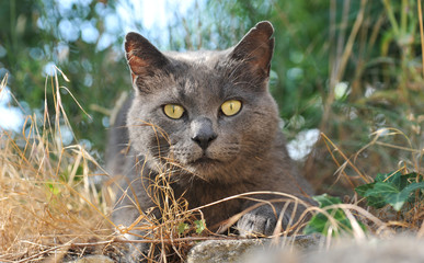 chartreux cat © cynoclub