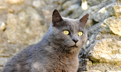 chat chartreux