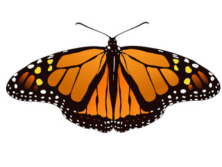 Fototapeta na wymiar vector illustration of monarch butterfly