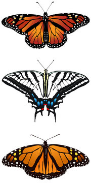 three types of butterflies