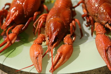 crawfishes