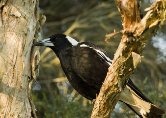 australian magpie Gymnorhina tibicen
