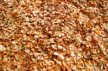 texture of autumn dry leaves