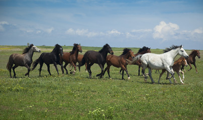 Fototapeta premium Horses Running / blue sky and green grass