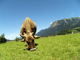 Allg&auml;uer K&uuml;he 59