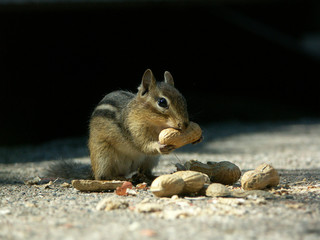 Chipmunk frisst Erdnuss