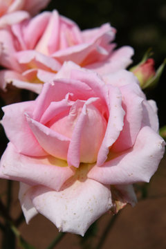 rose, blume