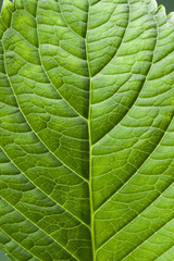 Obraz premium 葉っぱ