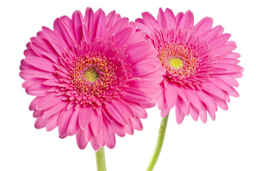 Pink Gerbera Isolated on White