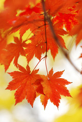 Fototapeta na wymiar Autumn maple leaves