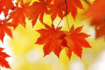 Autumn maple leaves