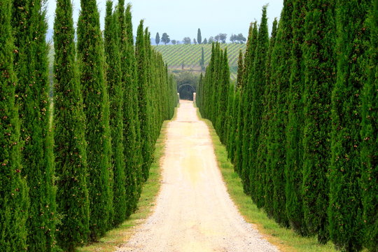 Zypressenallee, Wanderweg, Toskana, Italien