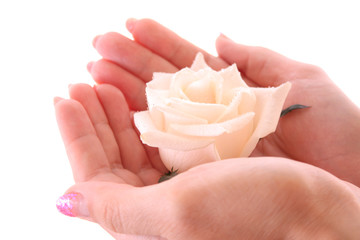 White rose in hands isolated on white