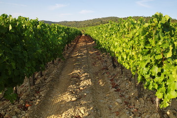 Fototapeta na wymiar Champ de vignes en Provence