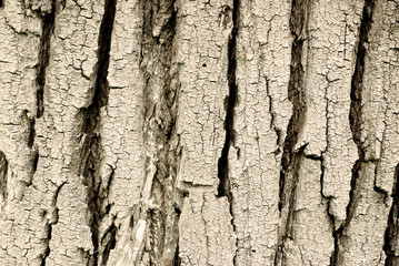 tree bark texture
