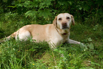 Yellow labrador