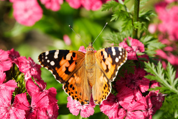 Big monarch butterfly