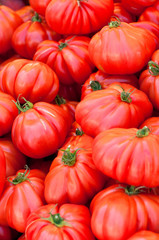 Obraz premium red tomatoes
