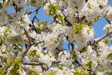 Cherry tree in bloom