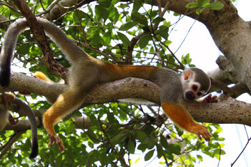 Naklejka premium リスザルの休憩