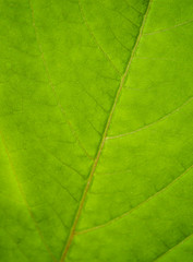 Obraz na płótnie Canvas Green leaf texture....