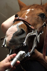 Zahnbehandlung beim Pferd