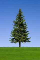 Tannenbaum