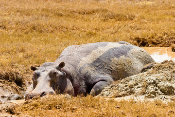 Hippo animal lying in the mud