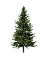 Tannenbaum