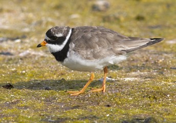 Ringed Plover