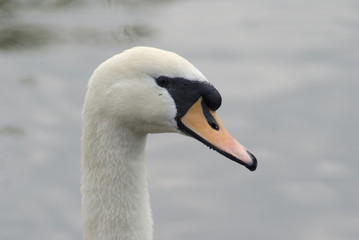 swan portrait