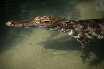 crocodile