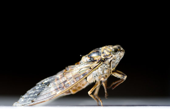 Cicala su nero