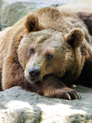 Braunbär