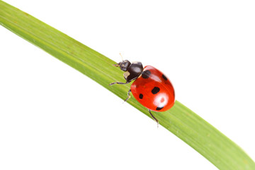 ladybug