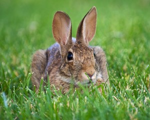 Wild rabbit lying in the grass