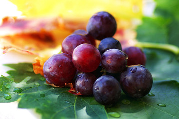 Mature red grapes with leves.