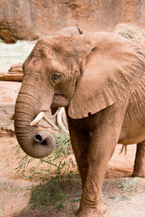 Naklejka premium African Elephant