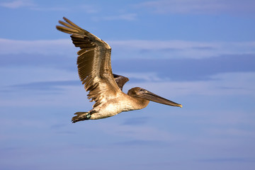 a big brown pelican flying