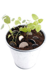 plants in flower pot with money