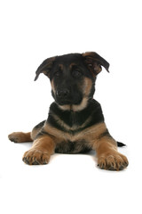 Fototapeta premium cute black and tan puppy on floor with head up