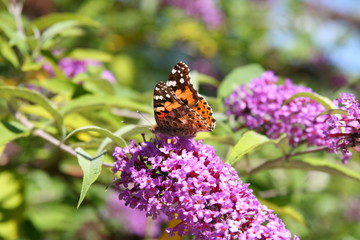 Papillon posé sur des fleurs de lilas