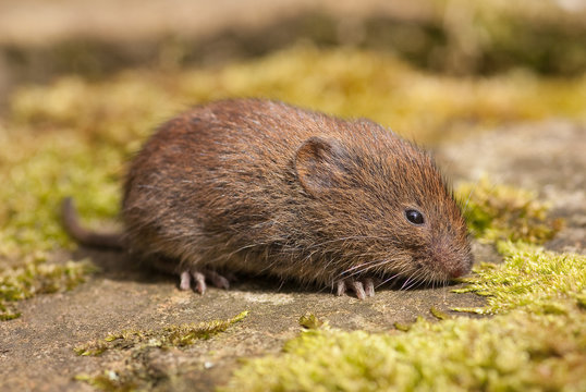 Short-Tailed Vole (Microtus agrestis)