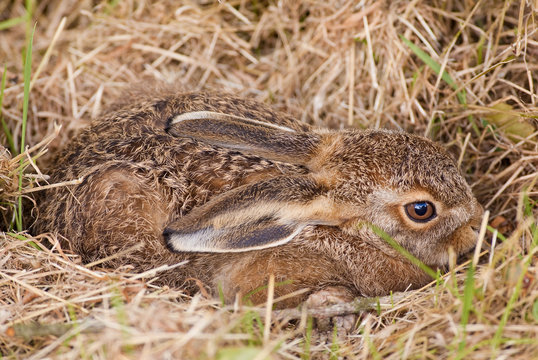 Brown Hare (Leveret) in it's form