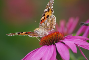 Schmetterling